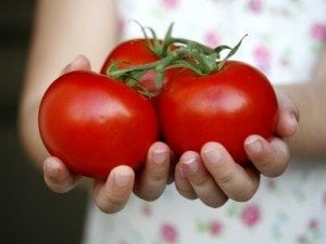 tomato sandwich recipe