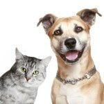 saving money on pet supplies