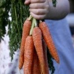 eating organic on a budget