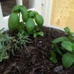 how to grow herbs in containers