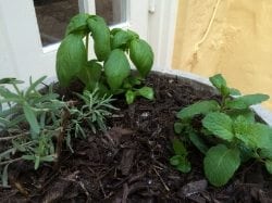 how to grow herbs in containers