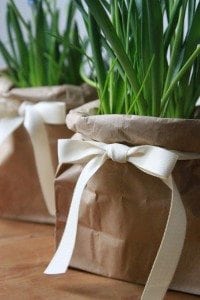 700_muscari-in-bags-with-ribbon