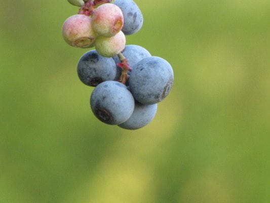 Blueberry Whole Foods