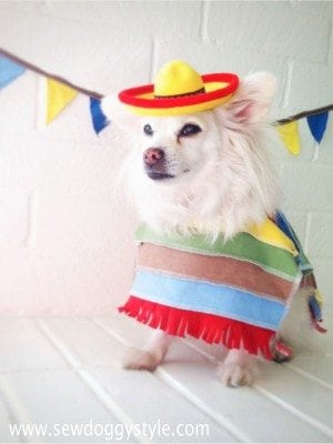 poncho dog