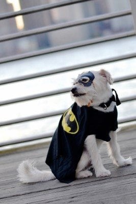 batman dog