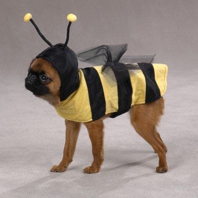 bee dog