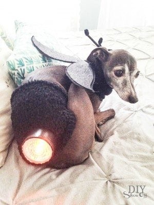 bug light dog