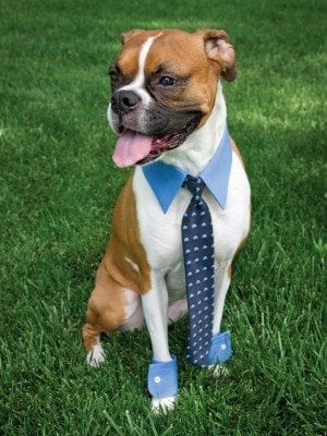 business man dog