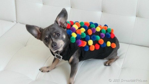 candy crush dog