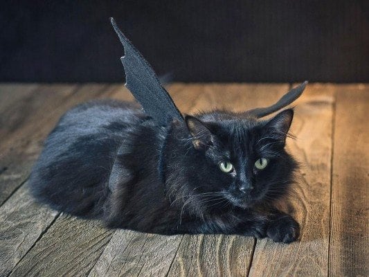 cat bat