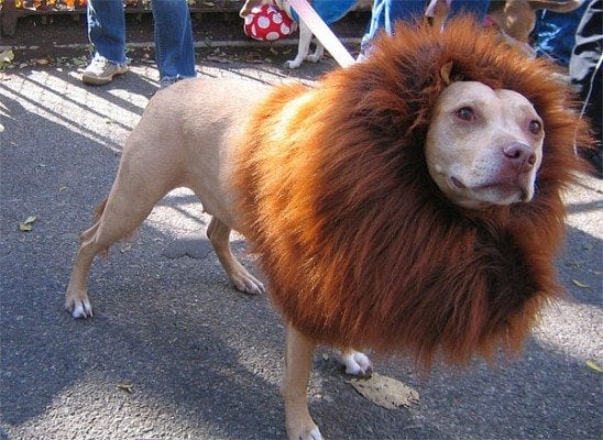 dog lion