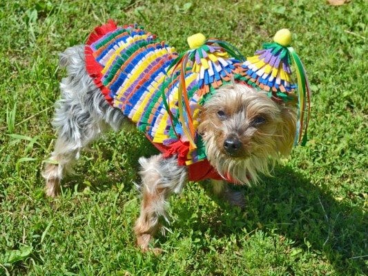 pinata dog costume