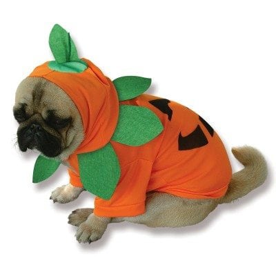 dog pumpkin