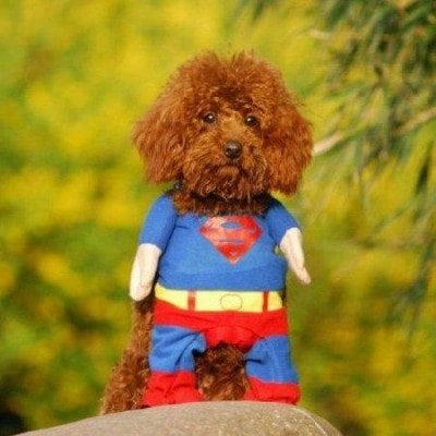 dog superman