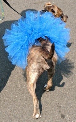 dog tutu