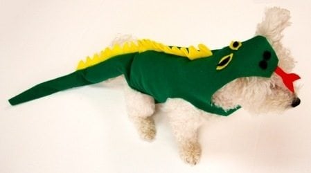 dragon dog