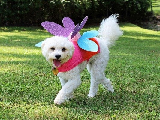 fairy costume dog