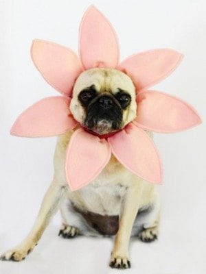 flower dog