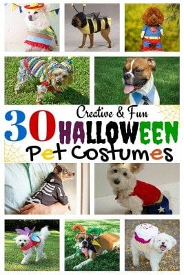 Get inspired with these beautiful and crafty DIY halloween pet costumes. Your pet will surely love wearing one of these and be with you this Halloween. Make your pet the star!