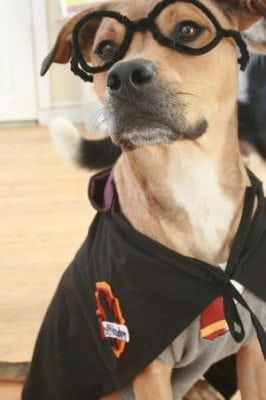 harry potter dog