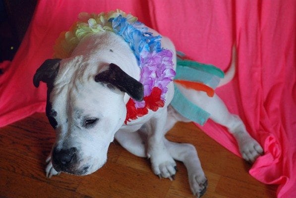 hula dancer costume