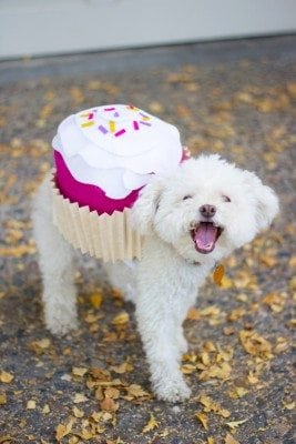 cupcake dog