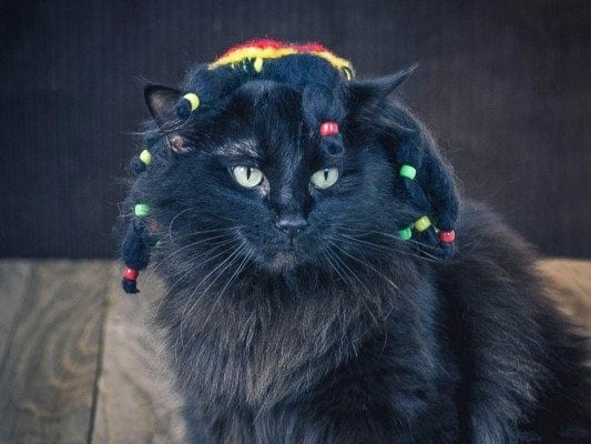 Rastafarian Wig and Hat