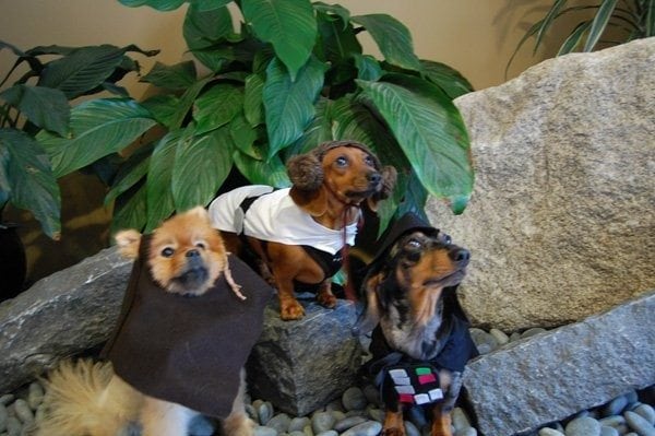 star wars dogs