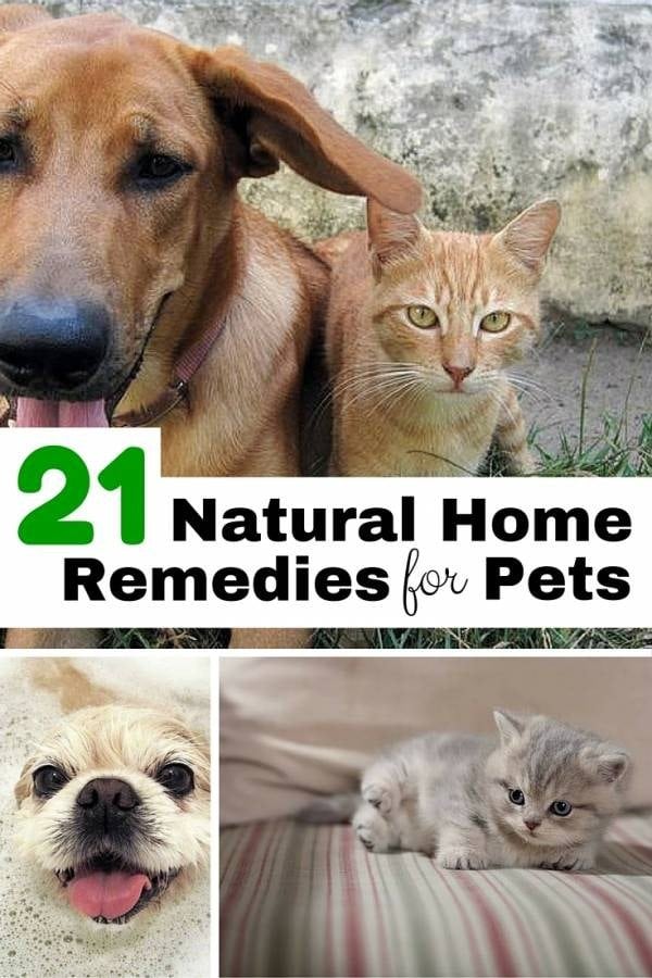 Try these natural remedies for common pet problems so you can protect your pets from toxic chemicals of various medications. 