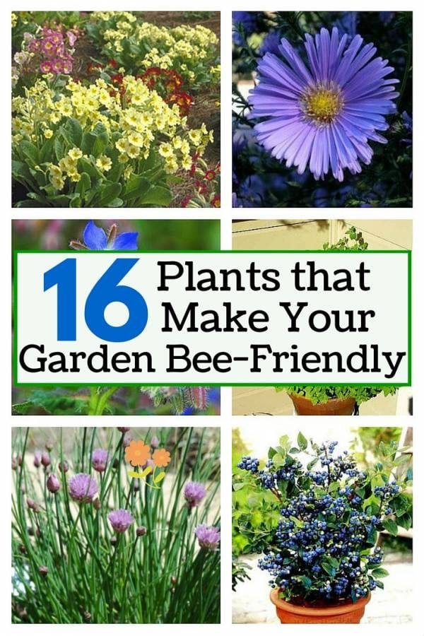 Honeybees may sting but they play an important role in our environment. Add some of these 16 plants and attract bees to keep your garden healthy. 