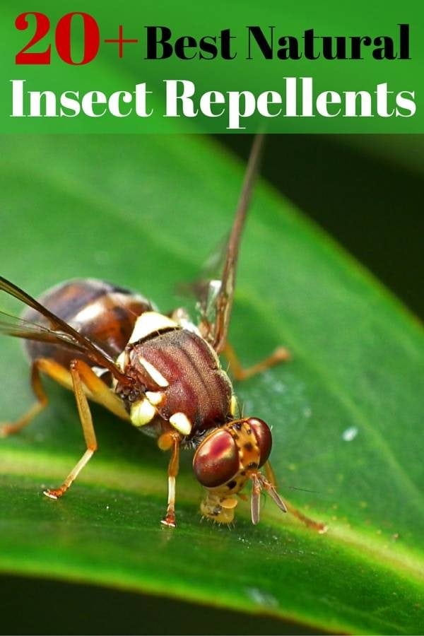 Enjoy outdoors with these wonderful natural insect repellents. You can create your own with a few materials and easy-to-follow instructions.