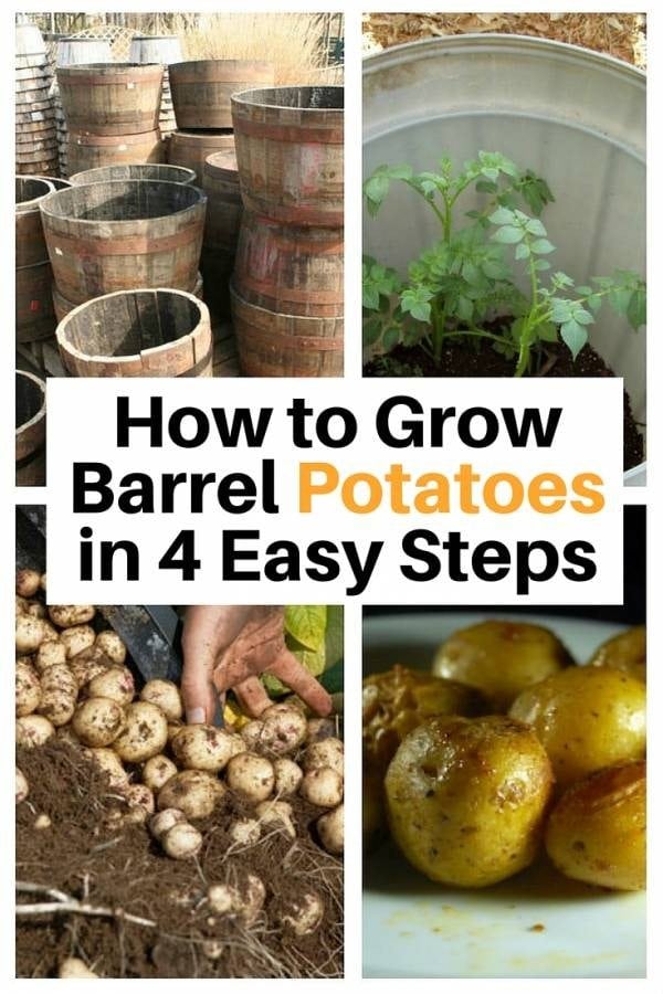 Maximize your potatoes produce in 4 easy steps. This barrel gardening is not only cheap but also protects your delicate plant.