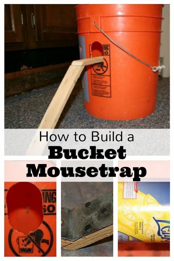 Create your own mousetrap with a bucket, a ramp, a can and peanut butter. Easy to set up and cheap.