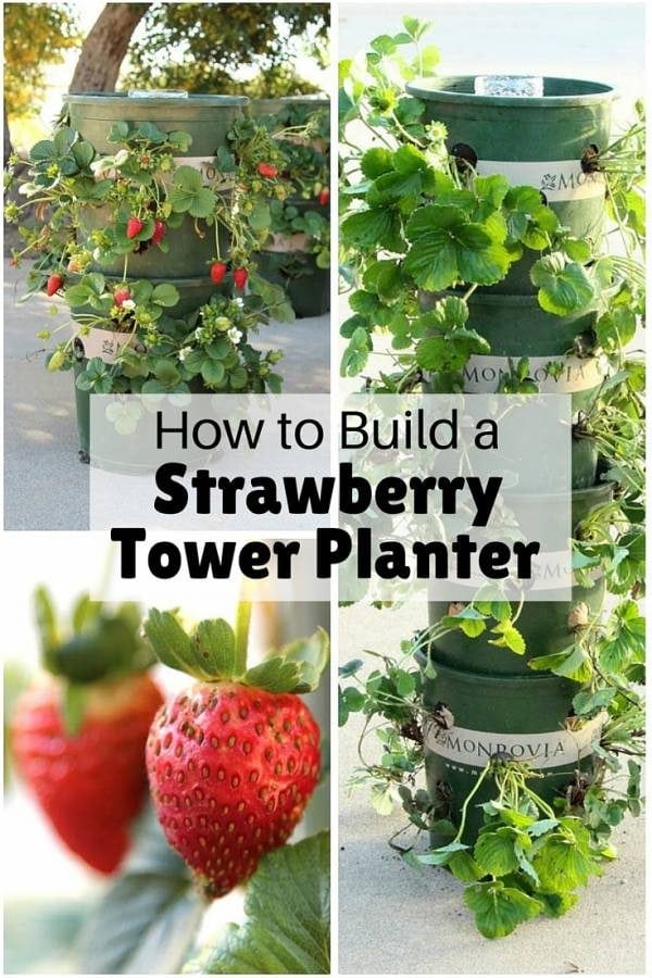 Have your own fresh supply of strawberries all year long with this super easy DIY tower planter. It is also good for other herbs and veggies.