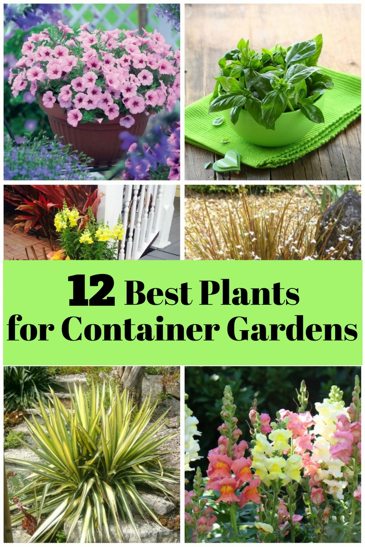 Who says you need a large yard to have a garden? Enjoy the beauty of nature with these easy to grow container plants.