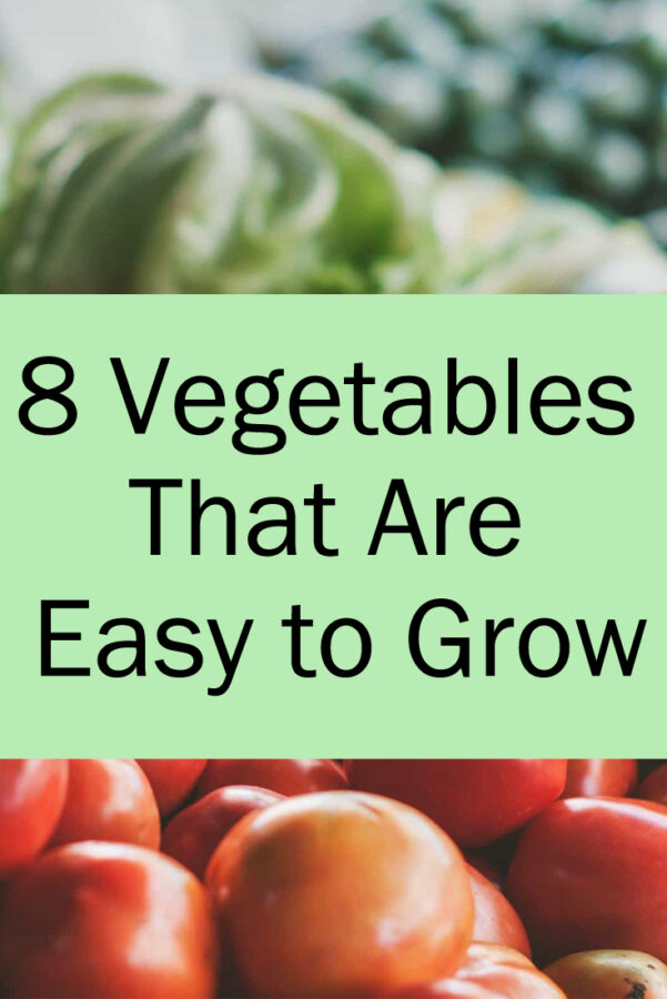 8 Vegetables That Are Easy to Grow The Budget Diet
