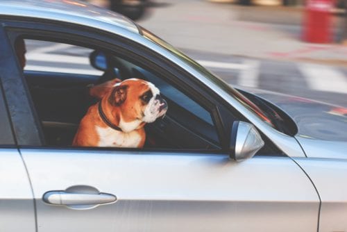 Dog sitting inside of a car