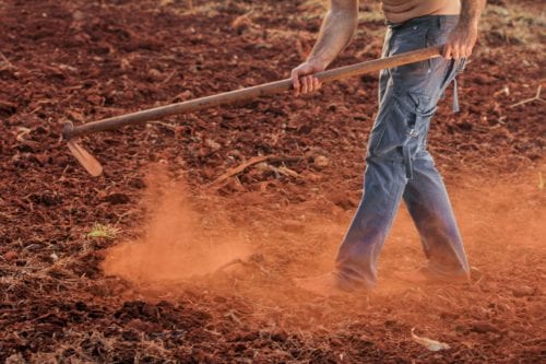 A topless man working in a field