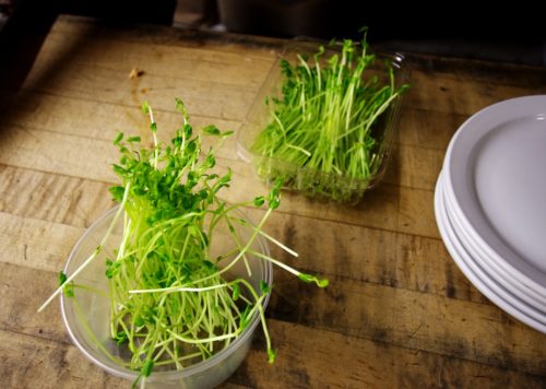 Sprouts prepped in plastic tubs